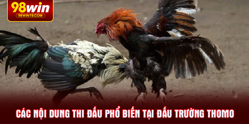 Các nội dung thi đấu phổ biến tại đấu trường Thomo